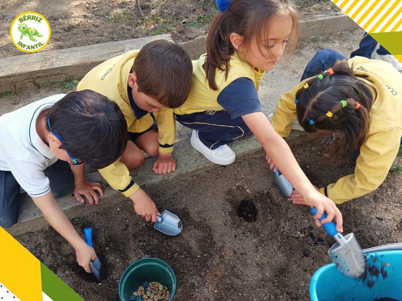 1_A plantar en el Huerto 5 años Infantil - Fundación Colegio Bérriz Las Rozas