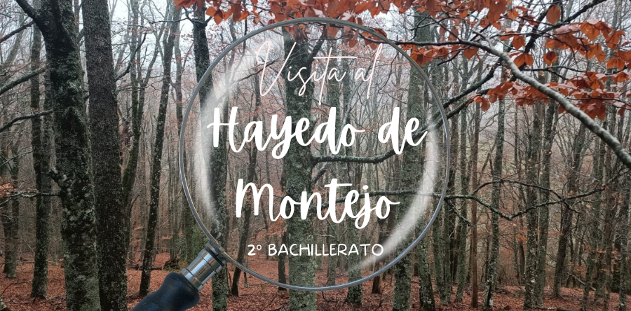 Visita al Hayedo de Montejo 2º Bachillerato - Fundación Colegio Bérriz