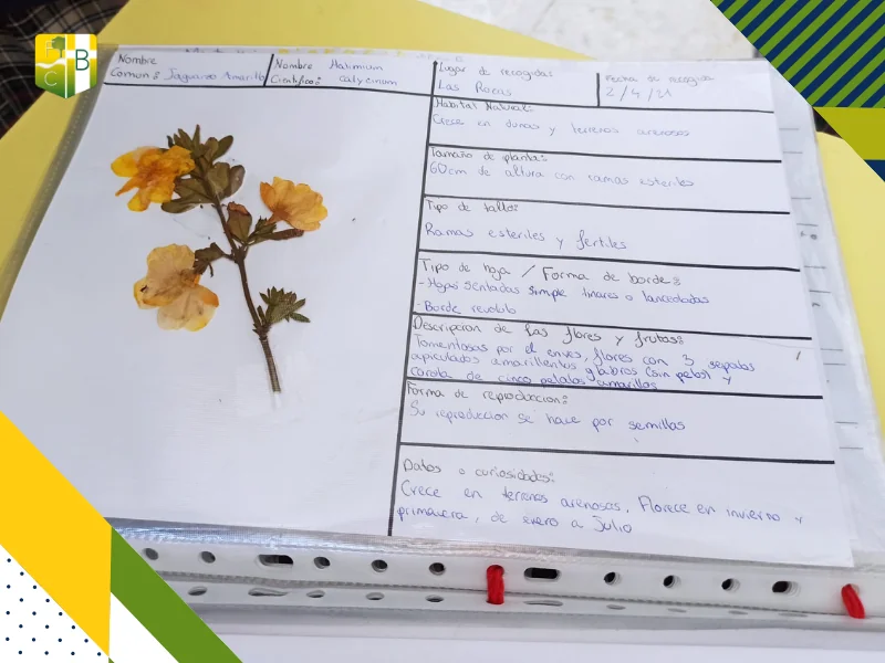 Cómo crear un Herbario - Fundación Colegio Bérriz