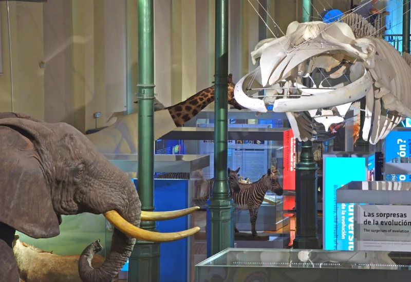 Museo de Ciencias Naturales Planes Puente de Diciembre 2021 - Fundación Colegio Bérriz